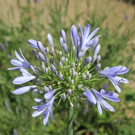 8121a Apartament Sali